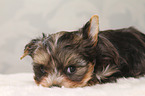 Yorkshire Terrier Puppy