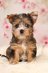 Yorkshire Terrier Puppy