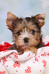 Yorkshire Terrier Puppy