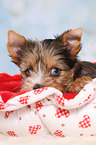 Yorkshire Terrier Puppy