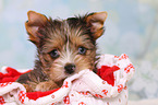 Yorkshire Terrier Puppy