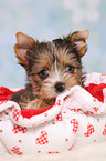 Yorkshire Terrier Puppy