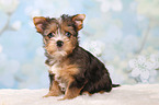 Yorkshire Terrier Puppy