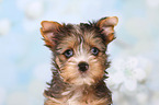 Yorkshire Terrier Puppy