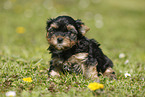 Yorkshire Terrier on meadow