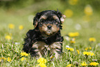 Yorkshire Terrier on meadow