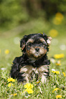 Yorkshire Terrier on meadow