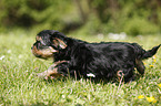 Yorkshire Terrier on meadow