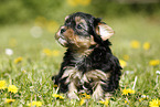 Yorkshire Terrier on meadow