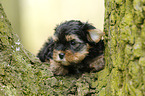 Yorkshire Terrier on tree