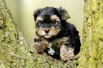 Yorkshire Terrier on tree