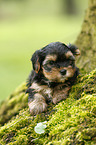 Yorkshire Terrier on tree