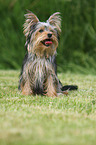 sitting Yorkshire Terrier