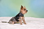 sitting Yorkshire Terrier