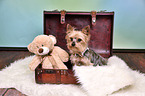 sitting Yorkshire Terrier