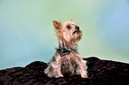 sitting Yorkshire Terrier