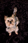 sitting Yorkshire Terrier