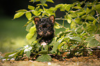 Yorkshire Terrier Puppy