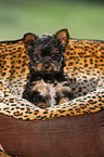 Yorkshire Terrier Puppy