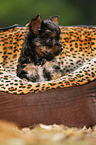 Yorkshire Terrier Puppy