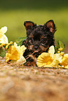 Yorkshire Terrier Puppy