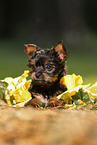 Yorkshire Terrier Puppy