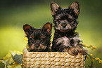2 Yorkshire Terrier Puppies