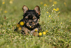 Yorkshire Terrier Puppy