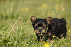 Yorkshire Terrier Puppy
