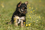 Yorkshire Terrier Puppy