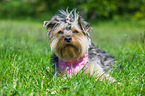 lying Yorkshire Terrier