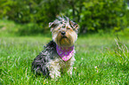 sitting Yorkshire Terrier