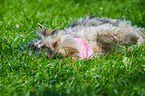 sleeping Yorkshire Terrier