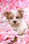 Yorkshire Terrier Puppy