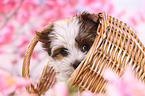 Yorkshire Terrier Puppy