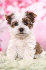 Yorkshire Terrier Puppy