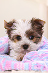 Yorkshire Terrier Puppy