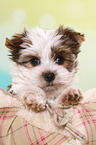 Yorkshire Terrier Puppy