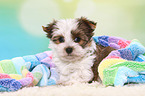 Yorkshire Terrier Puppy