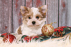 Yorkshire Terrier Puppy