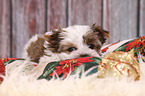 Yorkshire Terrier Puppy