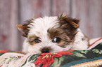 Yorkshire Terrier Puppy