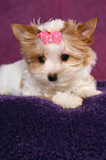 Yorkshire Terrier Puppy