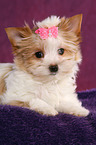 Yorkshire Terrier Puppy