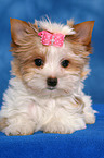 Yorkshire Terrier Puppy