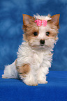 Yorkshire Terrier Puppy