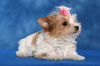 Yorkshire Terrier Puppy