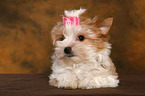 Yorkshire Terrier Puppy