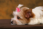 Yorkshire Terrier Puppy