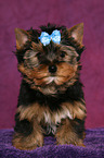 Yorkshire Terrier Puppy